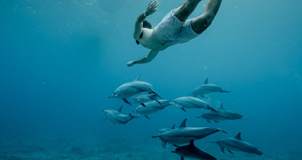 Swimmer with a pod of wild dolphins off the coast of Mauritius