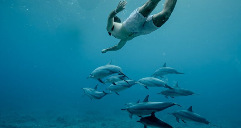 Swimmer with a pod of wild dolphins off the coast of Mauritius